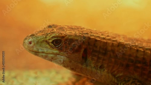 Sudan plated lizard, cute reptile. Western plated lizard or Broadley's rough-scaled plated lizard diurnal African lizard looking in to the camera. photo