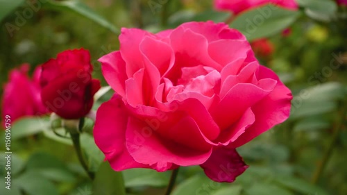 Bright pink blooming rose flower in the garden against the background of a green garden. Flowering flowers in summer. Bright roses. The atmosphere of a summer garden.