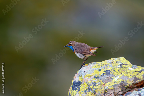 Bluethroat male perched on a rock with green background.