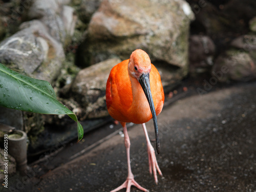 tropical bird scarlet ibis walking