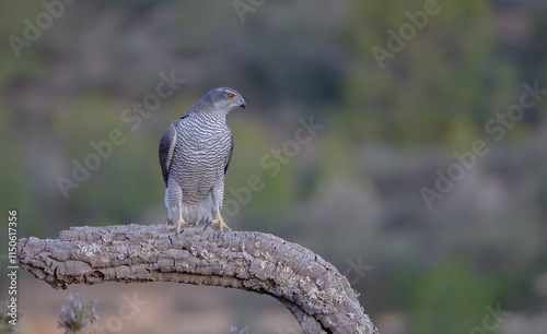 northern goshawk on the trunk