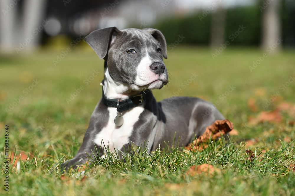un perro cachorro de raza american stafford en un parque un perro cachorro de raza american stafford en un parque