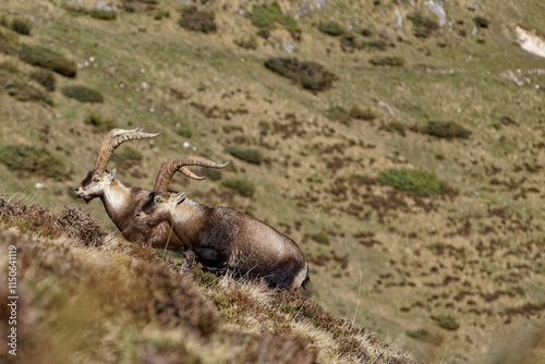 Bouquetin des Pyrénées, Pyrénées ariégeoises, vers Aulus-les-Bains.