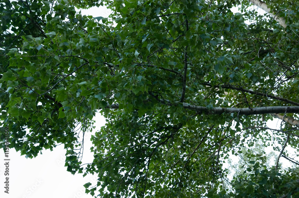 poplar branches with green leaves against the sky poplar branches with green leaves against the sky