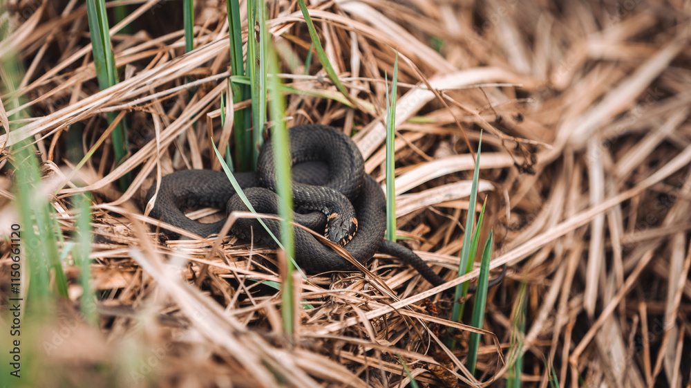 Obraz premium snake close-up The detailed texture of the snake's scales and natural camouflage convey the intricate beauty of wildlife in its natural habitat