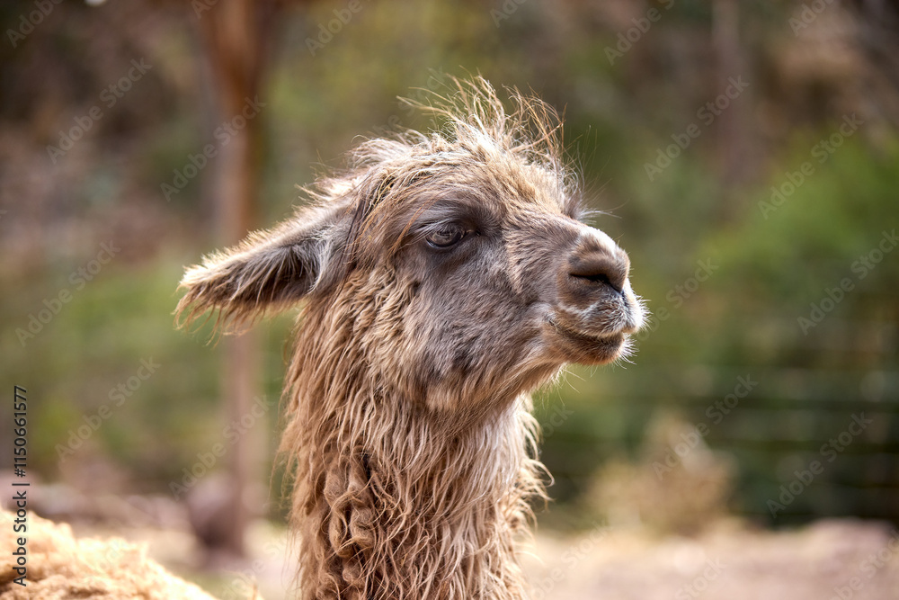 Fototapeta premium Llamas are domesticated animals that have been used by Andean cultures for centuries as pack animals and for their wool. They belong to the camelid family. Cusco Peru