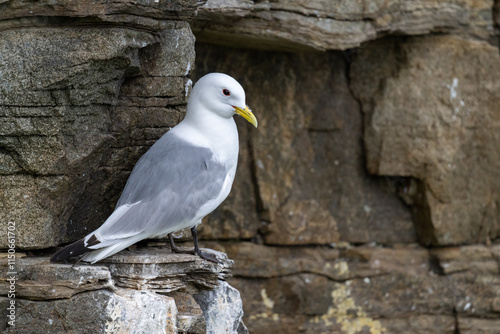 Black-legged kittiwake breeding in a colony