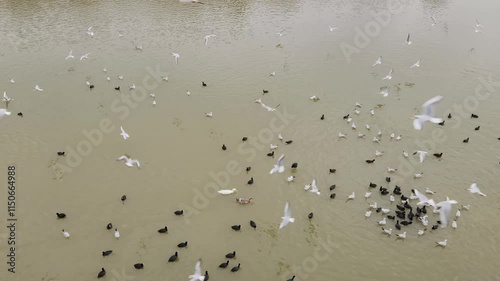 Waterfowls in the water of Seyhan River in Adana city in the evening of a cold winter day photo