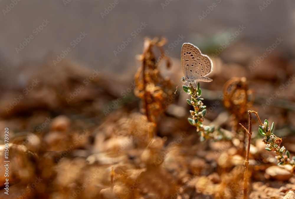 Small-sized Karsandra butterfly (Zizeeria karsandra)