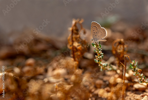 Obraz na płótnie Small-sized Karsandra butterfly (Zizeeria karsandra) w salonie