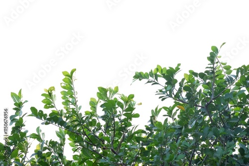 A Tropical plant leaves with branches on white isolated background for green foliage backdrop 