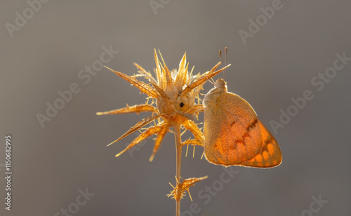 Mesopotamian Colotis butterfly (Colotis fausta) photo