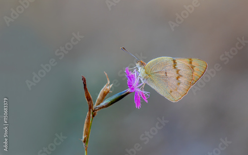 Obraz na płótnie Mesopotamian Colotis butterfly (Colotis fausta) w salonie