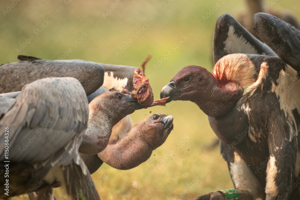 A close-up wildlife image of multiple vultures vying for a piece of carrion in a savanna setting.