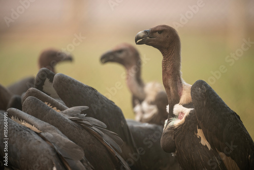 A close-up view of a group of vultures in a natural setting.