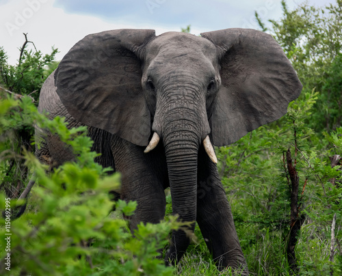 Aggressive young elephant walks through thicket of prickly acacia in the African bush.