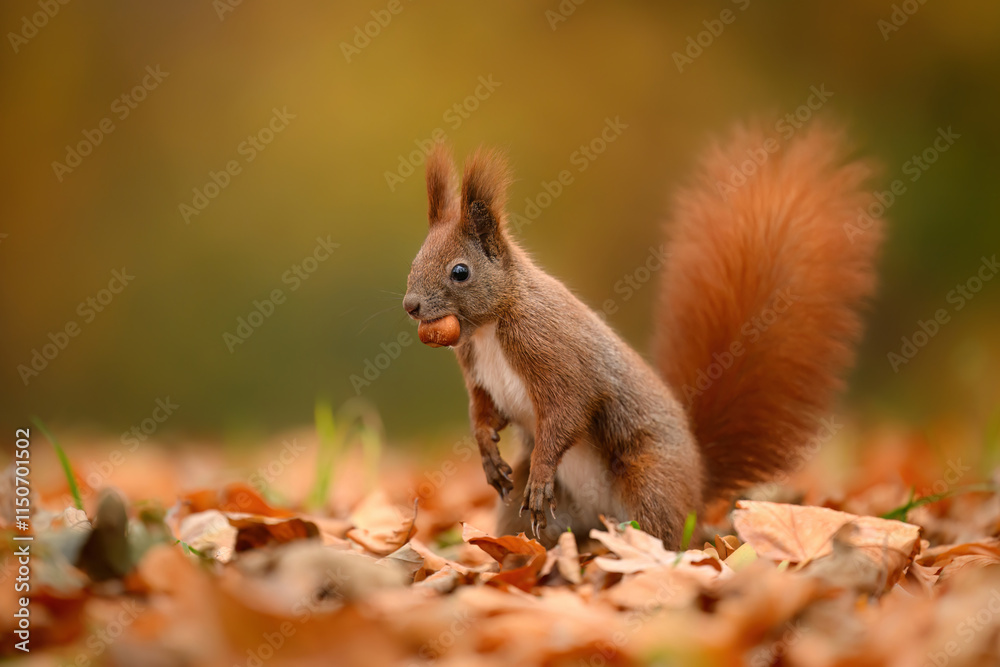 Red squirrel ( Sciurus vulgaris ) close up Red squirrel ( Sciurus vulgaris ) close up
