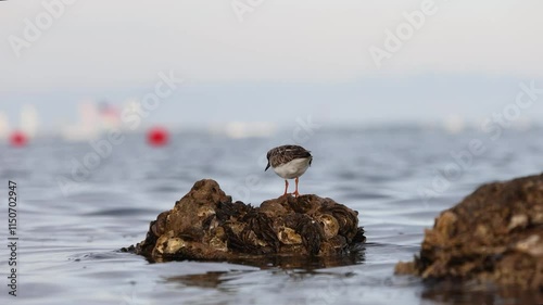 bird on the beach