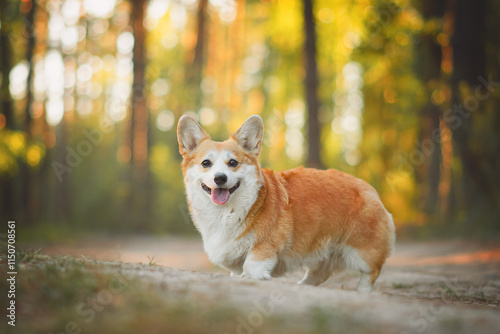 red og corgi photo