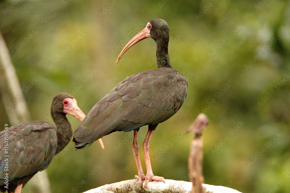 Fototapeta premium Bare-faced ibis (Phimosus infuscatus) perched on a branch in the Cuyabeno Wildlife Reserve, outside of Lago Agrio, Ecuador
