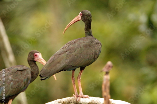 Bare-faced ibis (Phimosus infuscatus) perched on a branch in the Cuyabeno Wildlife Reserve, outside of Lago Agrio, Ecuador photo