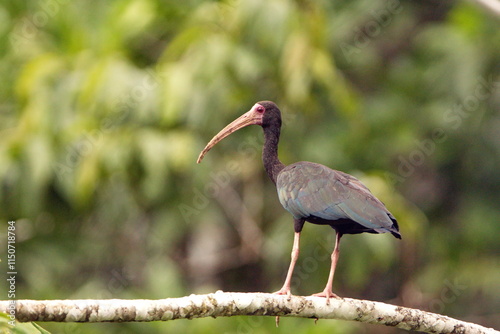 Bare-faced ibis (Phimosus infuscatus) perched on a branch in the Cuyabeno Wildlife Reserve, outside of Lago Agrio, Ecuador photo