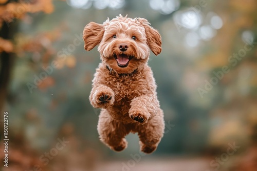 Happy dog jumping in the park during autumn with colorful leaves in the backg...