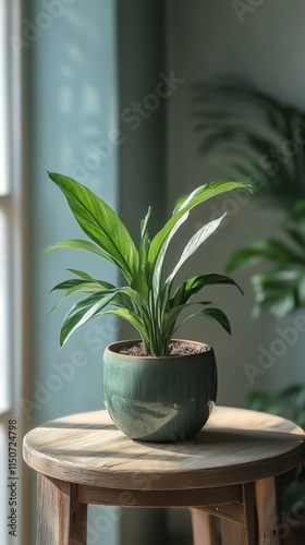 Succulent plant in a decorative pot illuminated by sunlight indoors