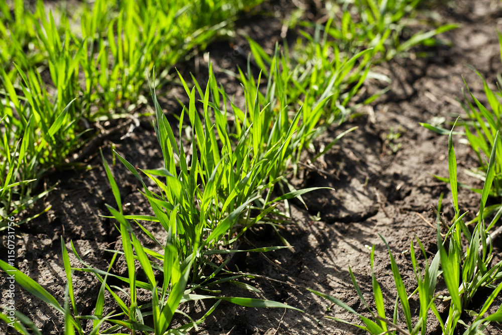 The thin edge of spring, winter wheat sprouts The thin edge of spring, winter wheat sprouts