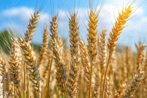 Golden wheat field illuminated by sunlight during early morning hours