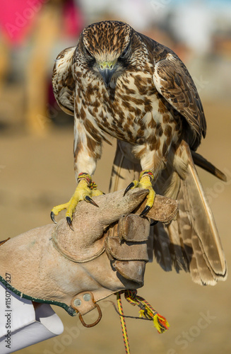 A falcon takes pictures with tourists at a safari area in Doha, Qatar photo