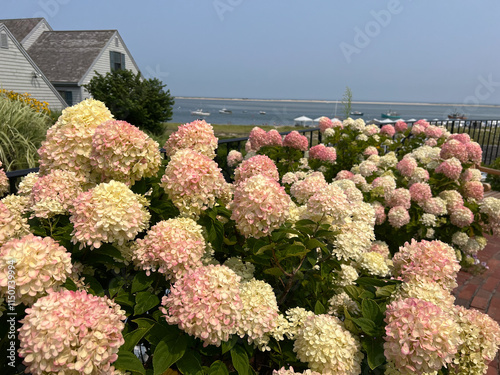 Hydrangeas in shades of pink and cream bloom vibrantly against a backdrop of coastal homes, blue ocean water, and a sunny sky, creating a serene and picturesque seaside garden scene.