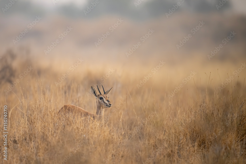 A gazelle, subtly highlighted against a backdrop of tall, golden grass, perfectly embodies the serene beauty of the savanna.