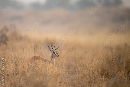 Obraz na płótnie A gazelle, subtly highlighted against a backdrop of tall, golden grass, perfectly embodies the serene beauty of the savanna. w salonie