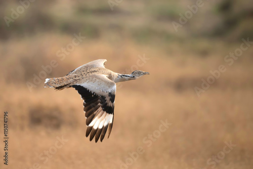 Photography A beautiful Asian houbara , showcasing its graceful flight, soars through a vast, open landscape