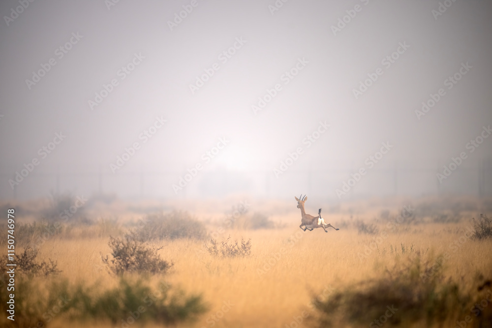 A gazelle gracefully leaps across a vast, golden savanna landscape shrouded in a light mist.