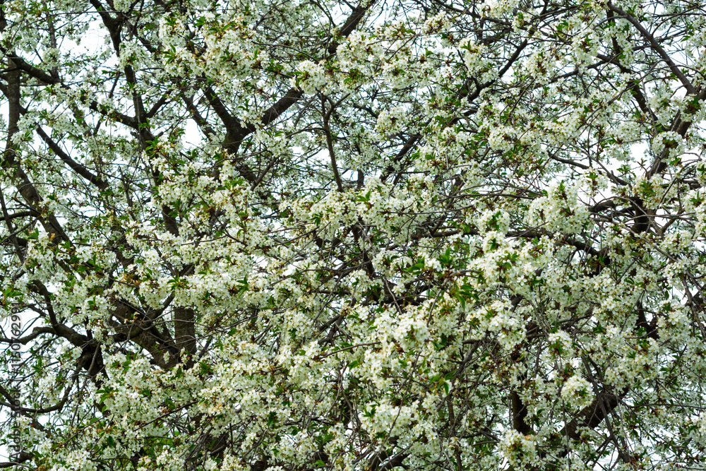 Cherry blossom tree in full bloom showcasing vibrant white flowers Cherry blossom tree in full bloom showcasing vibrant white flowers
