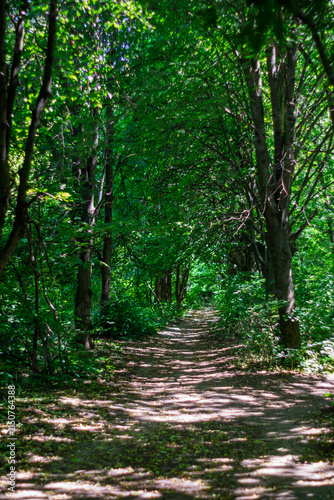 Fotografie Lush green pathway through a tranquil forest in mid-afternoon sunlight