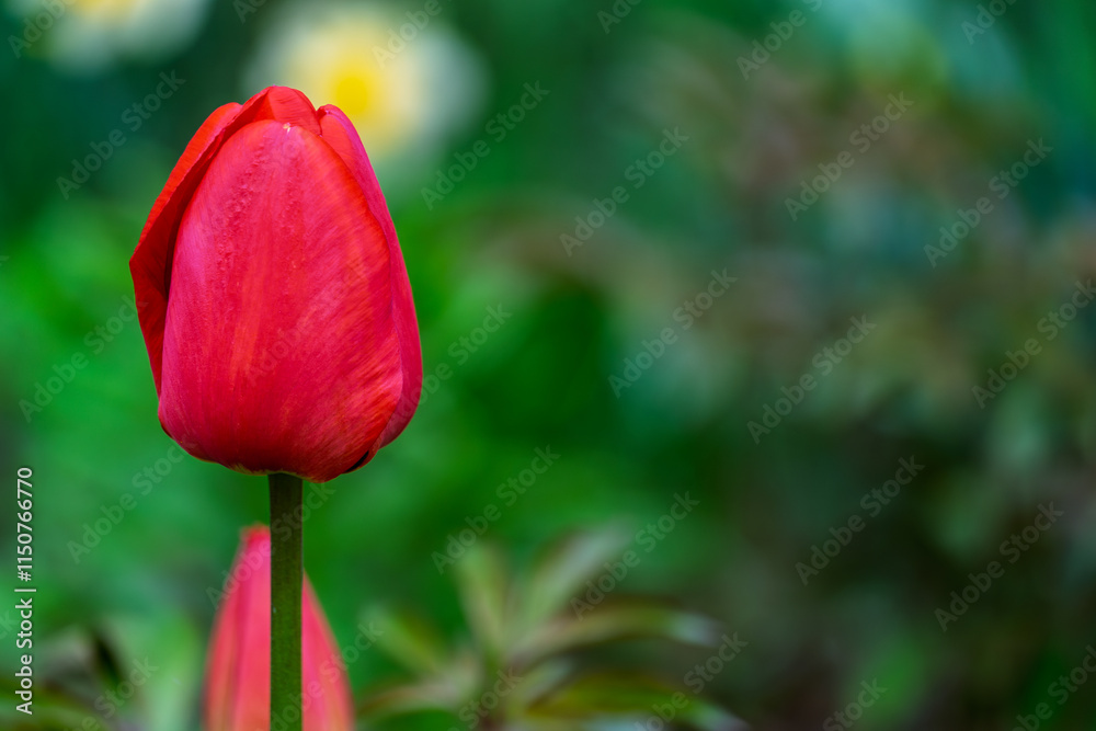 Bright red tulip stands tall in a vibrant garden during springtime Bright red tulip stands tall in a vibrant garden during springtime