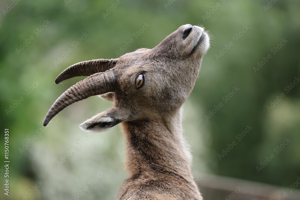 An Alpine Ibex (Capra Ibex)