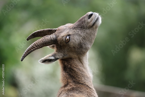 An Alpine Ibex (Capra Ibex)