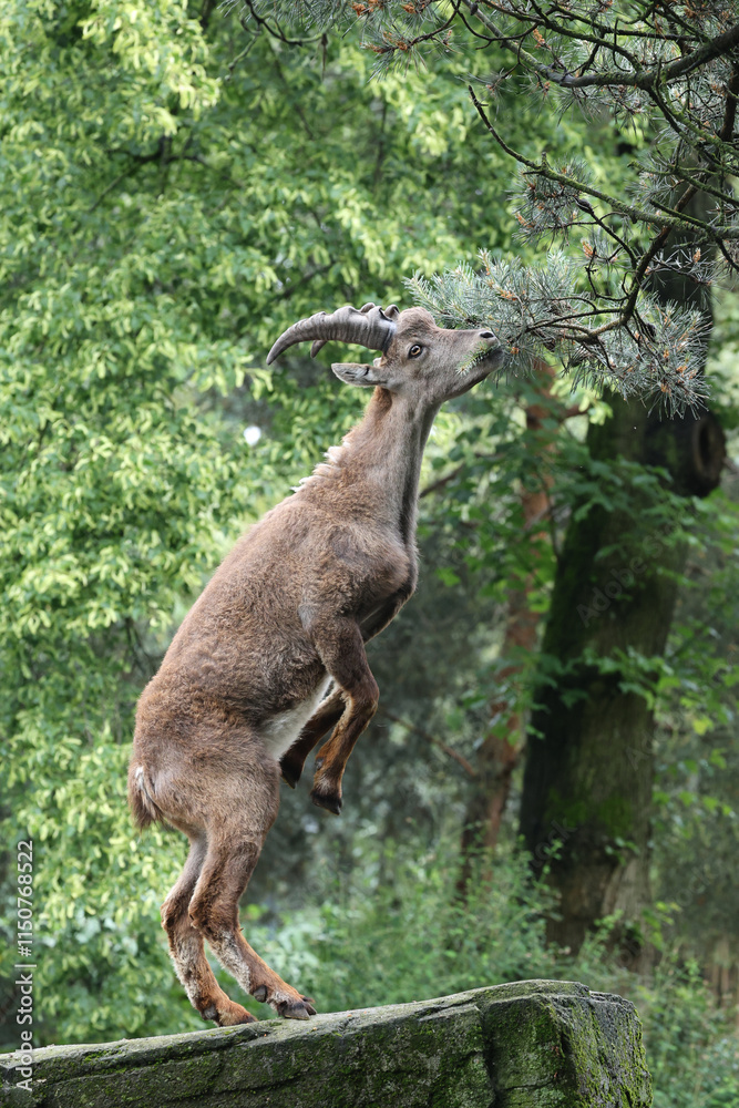 An Alpine Ibex (Capra Ibex)