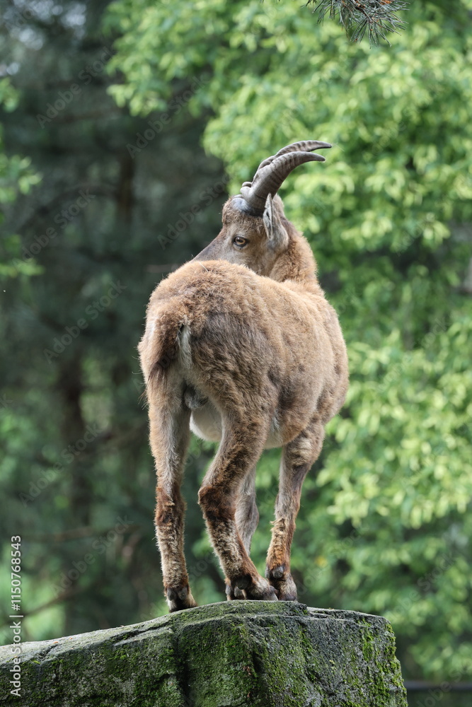 An Alpine Ibex (Capra Ibex)