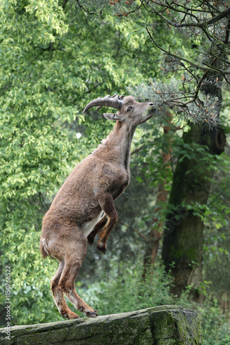 Obraz na płótnie An Alpine Ibex (Capra Ibex) w salonie