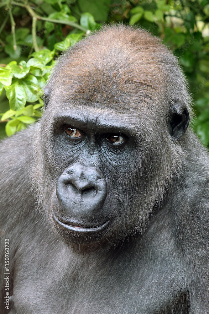 Western Lowland Gorilla on green tree background
