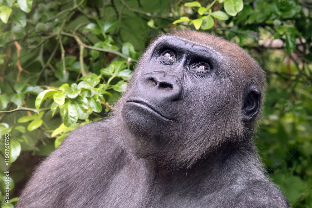 Western Lowland Gorilla on green tree background