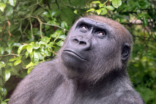 Obraz na płótnie Western Lowland Gorilla on green tree background w salonie
