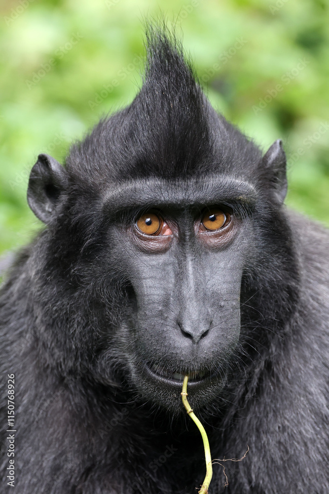 Crested macaque (macaca nigra) youngster
