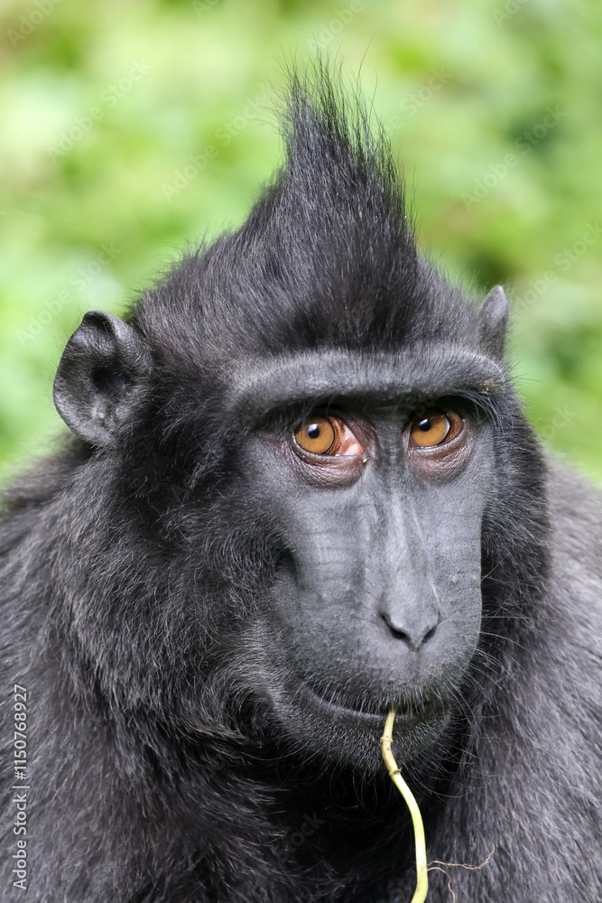Crested macaque (macaca nigra) youngster