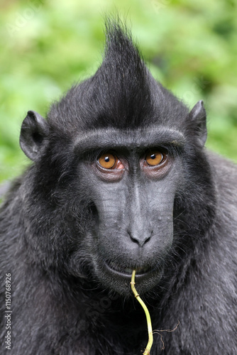 Obraz na płótnie Crested macaque (macaca nigra) youngster w salonie
